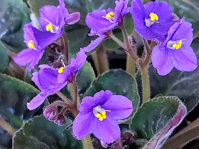 Purple African violet flowers above fuzzy, dark green leaves.
