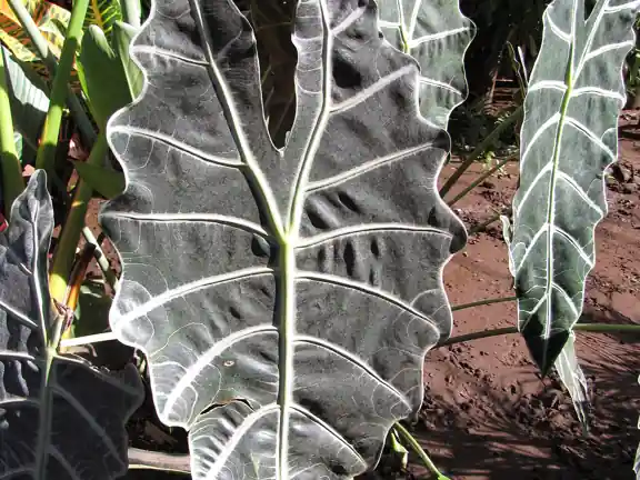 A single arrow-shaped Alocasia leaf with bold white veins on dark green.