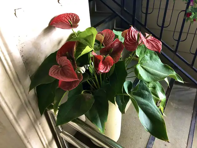 A potted anthurium with glossy heart-shaped red flowers and dark green leaves.