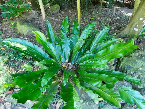 A mature bird's-nest fern's rosette of broad, undivided, glossy fronds.