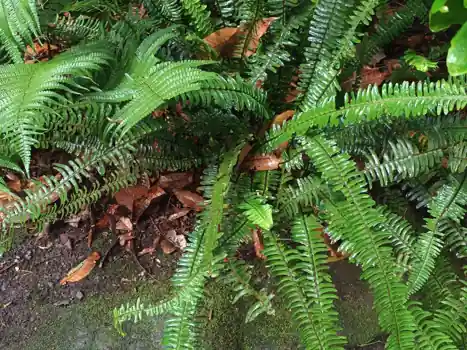Arching, feathery fronds of a Boston fern.