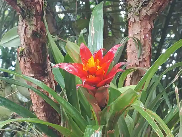 A scarlet-star bromeliad's red star-shaped bract with a yellow flower spike at its centre.