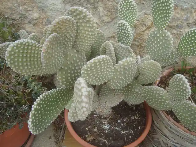 A potted bunny-ears cactus with flat, paddle-shaped pads covered in tiny dotted glochids.