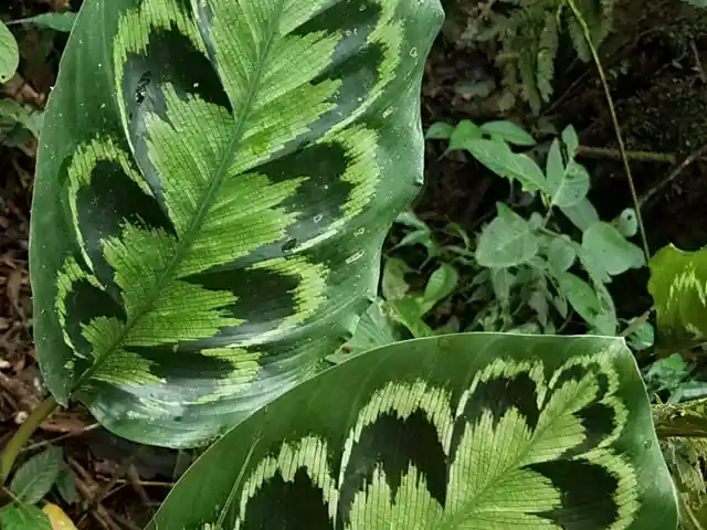 Two Calathea Medallion leaves showing their dark feathered pattern above and wine-red underside.