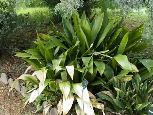 A clump of dark green, strap-shaped cast-iron plant leaves.