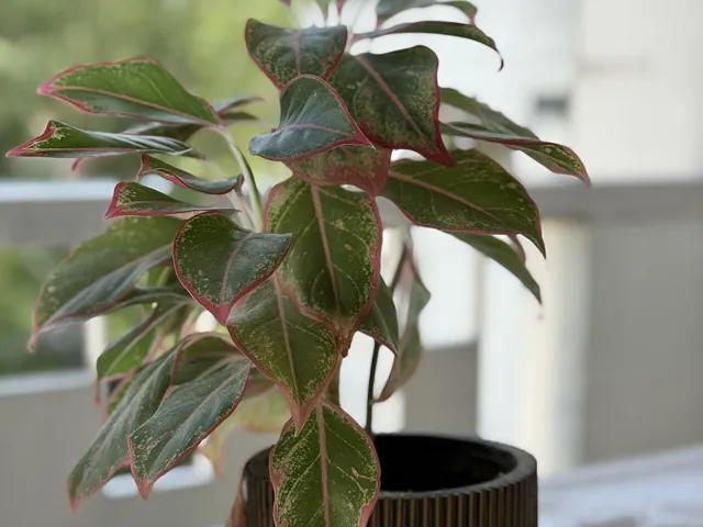 A potted Chinese evergreen with pink-veined, silver-speckled leaves on a table.