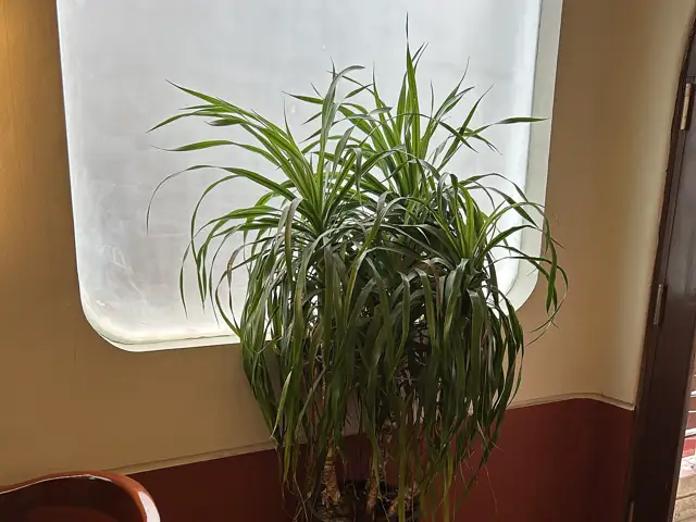 A potted dragon tree with thin arching leaves on slender woody stems, indoors.