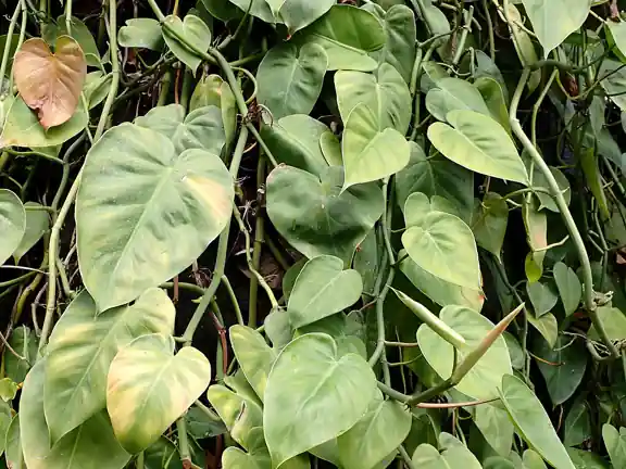 Heart-shaped glossy leaves of a heartleaf philodendron trailing down a support.
