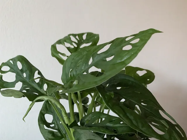 A potted Swiss-cheese vine with leaves perforated by large oval holes.