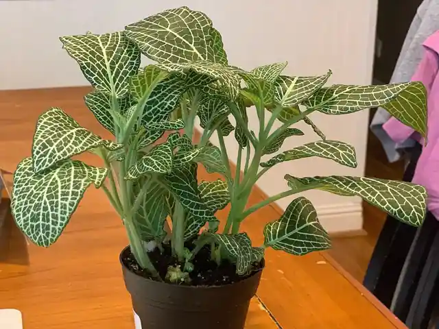 A potted nerve plant with white-veined green leaves on a table.