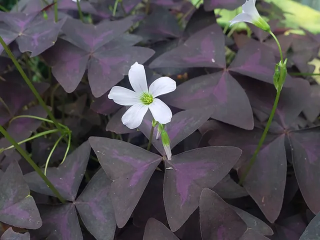 Deep purple, triangular clover-like leaves of false shamrock with one small white flower.