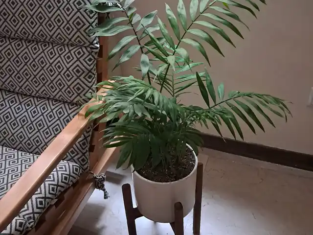 A small potted parlor palm with feathery fronds beside a chair, indoors.