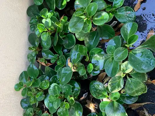 Glossy, thick, rounded green leaves of a baby rubber plant.
