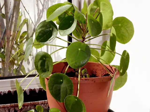 A potted Chinese money plant with round, coin-shaped leaves on thin stalks.