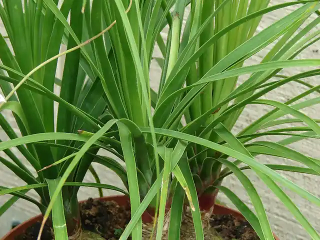 A potted ponytail palm's swollen bulb-like base and fountain of narrow leaves.