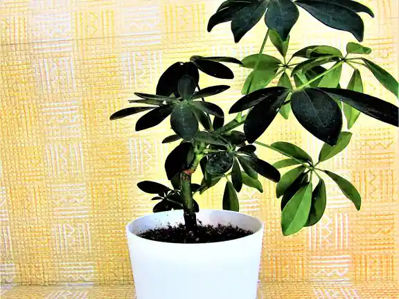 A small potted schefflera with glossy, umbrella-shaped leaflets.
