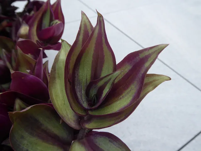 Purple and silver striped leaves of Tradescantia zebrina.